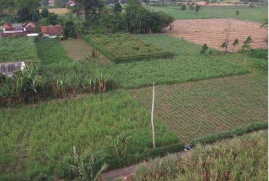 Sewa Aset Tanah Kosong Raya Kunir Klampuk Arum, Darungan, Kab. Lumajang - Foto 5
