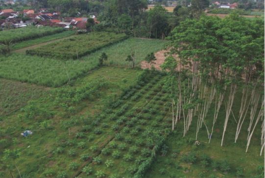 Sewa Aset Tanah Kosong Raya Kunir Klampuk Arum, Darungan, Kab. Lumajang Thumbnail 8