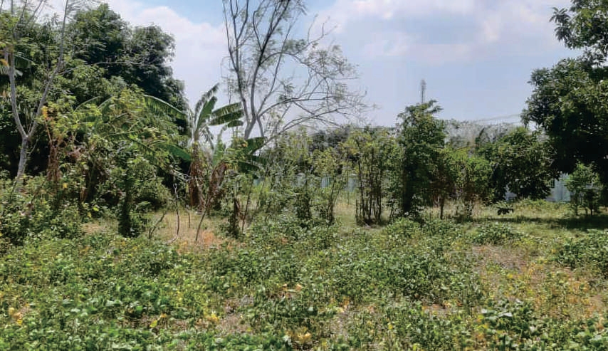 Sewa Aset Tanah Kosong di Jl. Malasan, Kab. Probolinggo - Foto 2