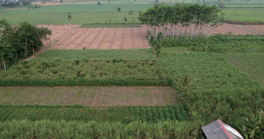 Sewa Aset Tanah Kosong Raya Kunir Klampuk Arum, Darungan, Kab. Lumajang - Foto 1