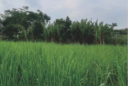 Sewa Aset Tanah Kosong Raya Kunir Klampuk Arum, Darungan, Kab. Lumajang - Foto 4