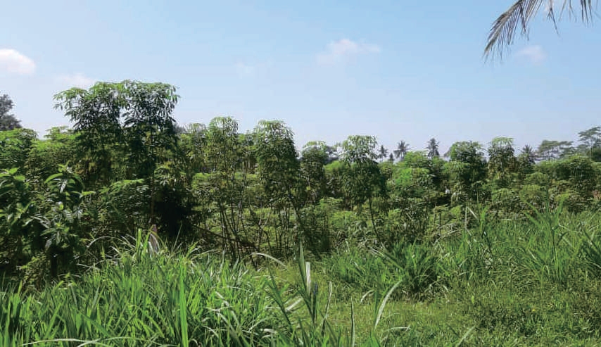 Sewa Aset Tanah Kosong Kelurahan Condro, Pasiran Kab. Lumajang - Foto 1