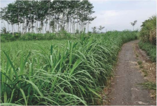 Sewa Aset Tanah Kosong Raya Kunir Klampuk Arum, Darungan, Kab. Lumajang Thumbnail 6