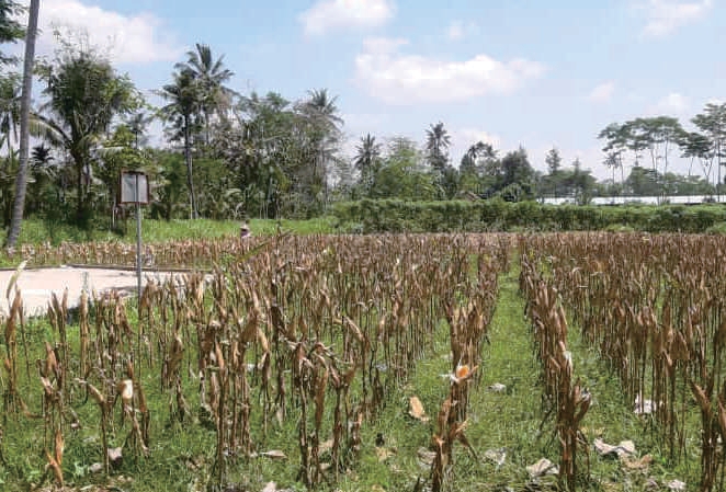 Sewa Aset Tanah Kosong Kelurahan Condro, Pasiran Kab. Lumajang - Foto 4