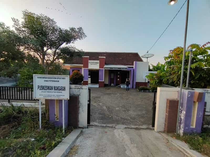 Sewa Aset Tanah Kosong, Kebun Rumput Trebungan, Kab. Situbondo - sekarputih, Timur, Trebungan, Mangaran Thumbnail 8