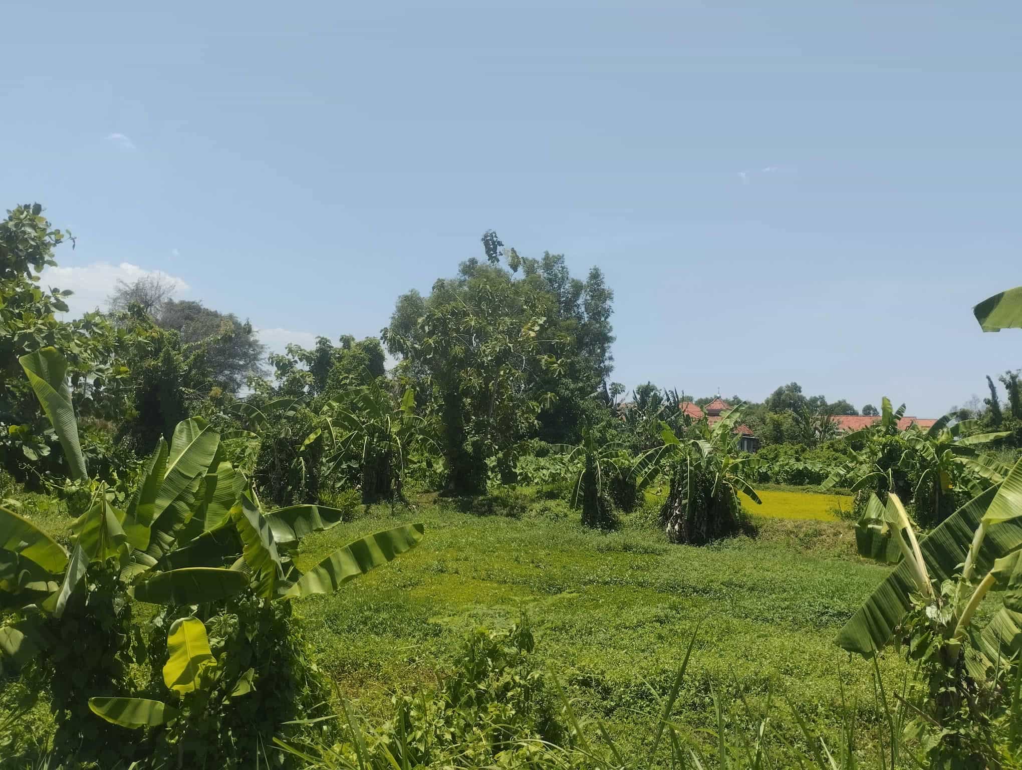 Sewa Aset Tanah Kosong Kebun Rumput Kemayoran, Kab. Bangkalan - Desa Kemayoran Bangkalan - Foto 1