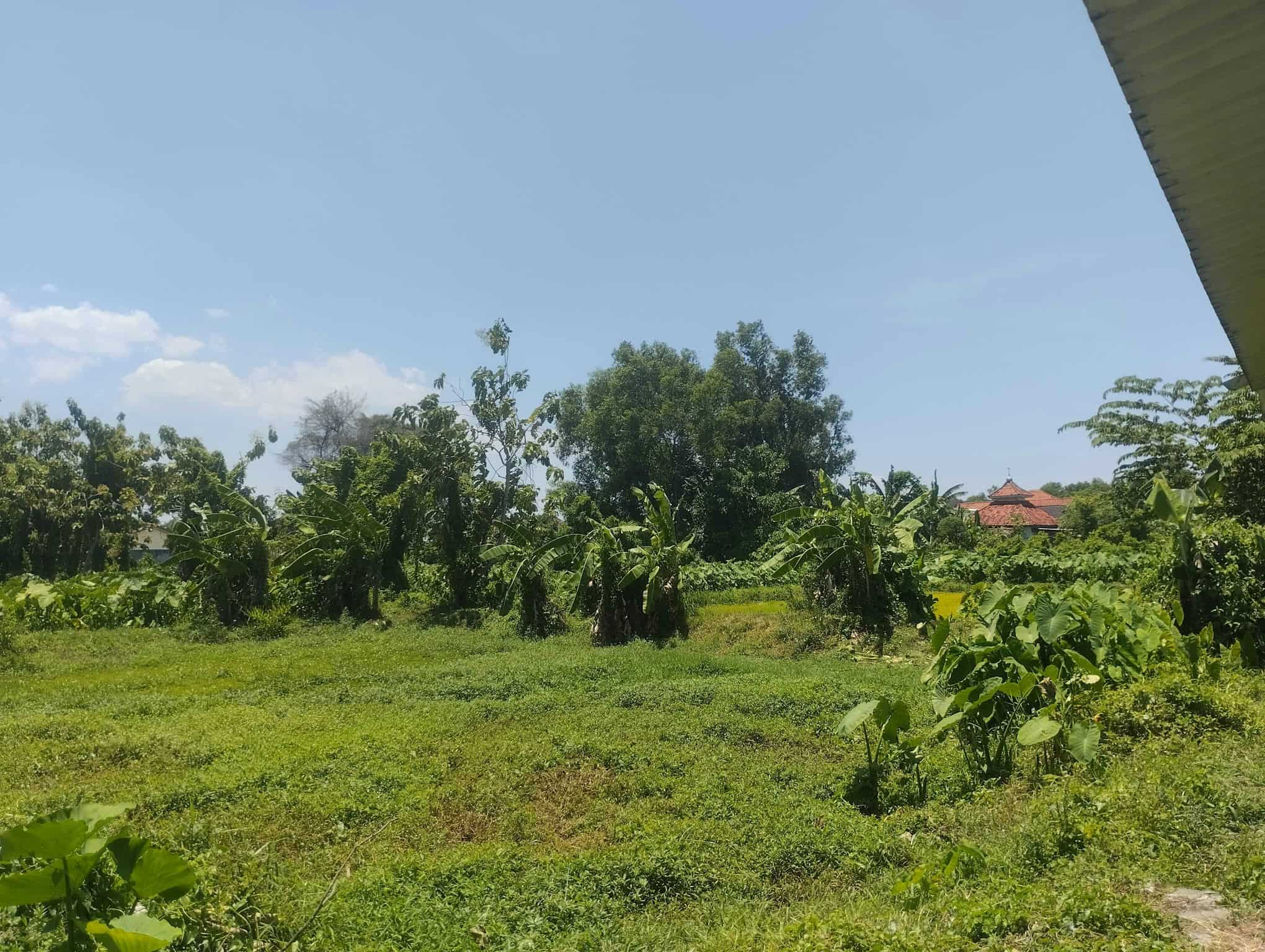 Sewa Aset Tanah Kosong Kebun Rumput Kemayoran, Kab. Bangkalan - Desa Kemayoran Bangkalan - Foto 4