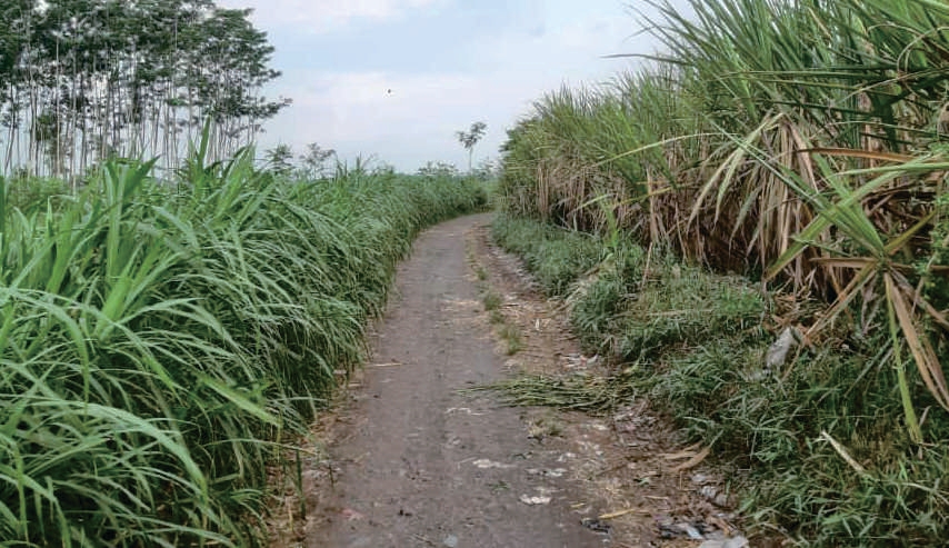Sewa Aset Tanah Kosong Raya Kunir Klampuk Arum, Darungan, Kab. Lumajang
